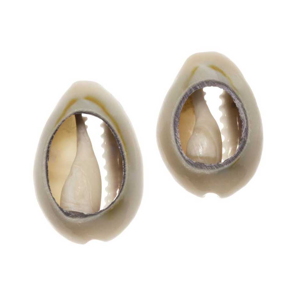 Perles Coquillage Cauris (16 - 20 mm) Dark Khaki (20 grammes / env. 25 pièces)